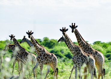 A Love Letter to Etosha
