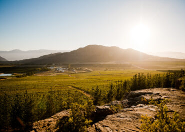 Pieknierskloof Wines Unveils Rare Old Vines Palomino from Stellar 2025 Vintage