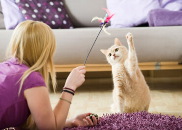 Vet’s Guide to Winter Enrichment for Happier Pets